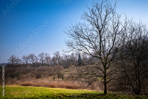 Drzewo późną zima, krajobraz łąki