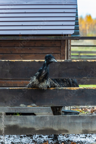 Beautiful high black ostrich at small farm looking around from behind small wooden fence (ID: 754516589)