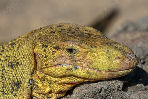 Monitor lizards are lizards in the genus Varanus, the only extant genus in the family Varanidae.  photo