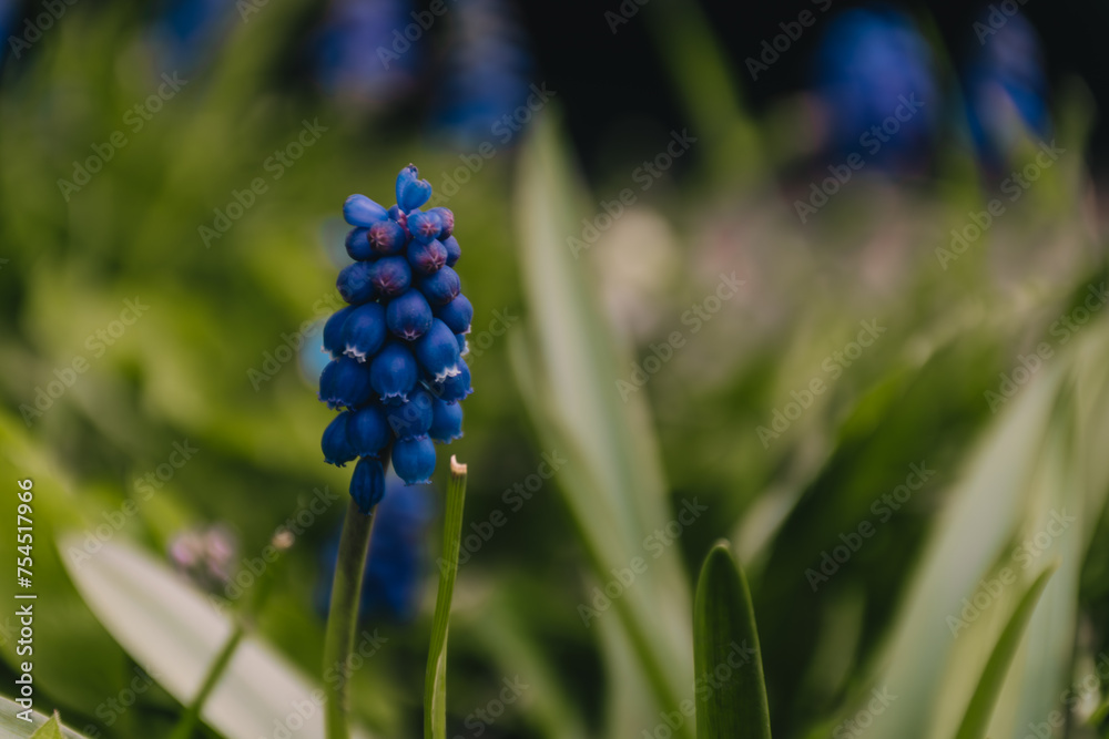 blue hyacinth flower