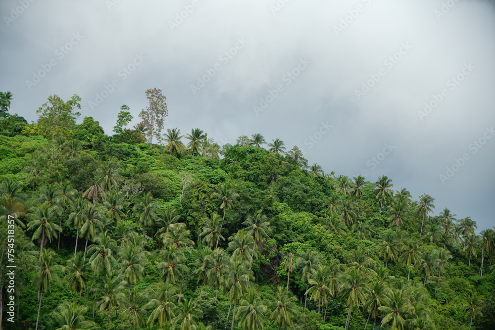 Palm trees of Koh Samui, Thailand