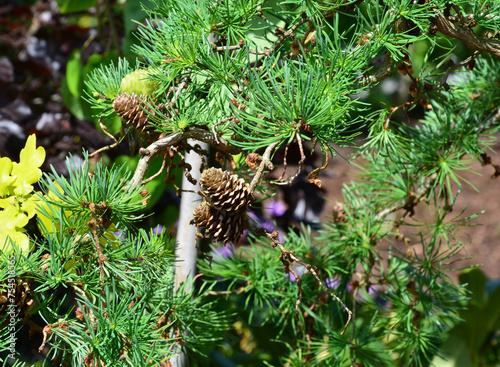 Zapfen der Japanischen Korkenzieher-Lärche Diana - Larix kaemferi