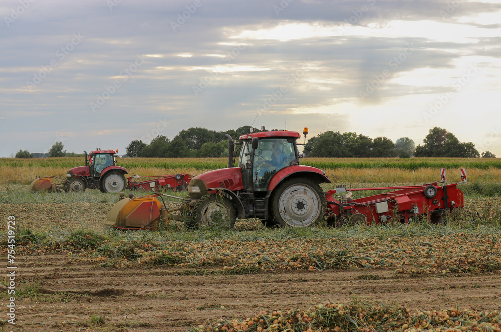 Obraz premium two tractors with machinery are threshing and harvesting onions at a field in the dutch countryside