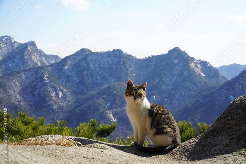 cat on mountain