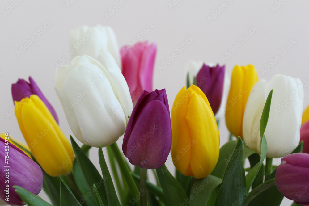 spring flowers of different colors tulips close-up spring flowers of different colors tulips close-up