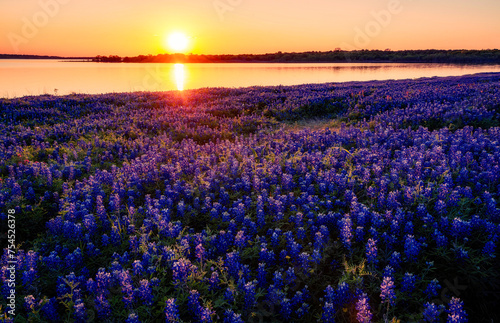 Texas Bluebonnet Field at Sunset