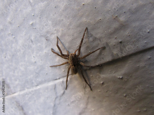 A Lycosa spider on the wall of a house