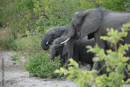 Elephants in the Okavango Delta photo