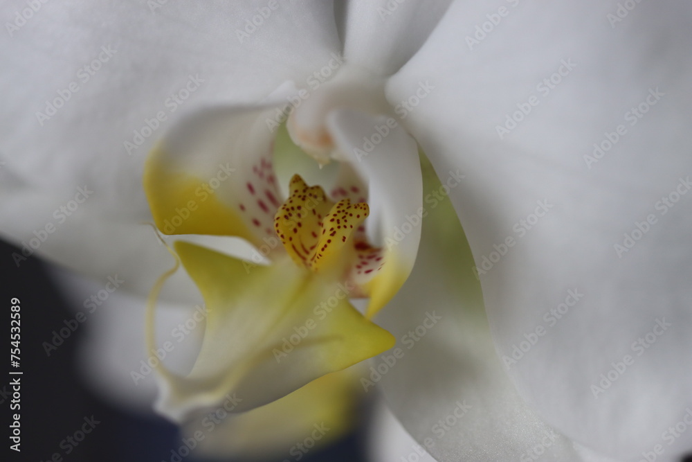 Falenopsis ćmówka Phalaenopsis orchidea - obrazy, fototapety, plakaty 
