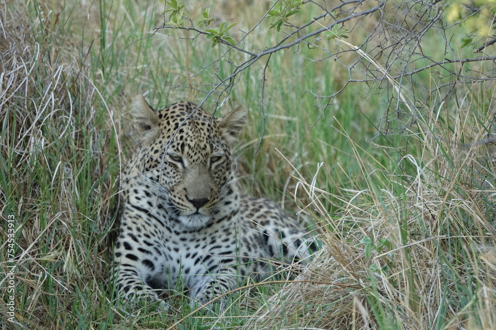 Leopard in the Okavango Delta with a Tree Squirrel Kill Leopard in the Okavango Delta with a Tree Squirrel Kill
