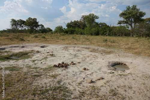 Landscape of the Okavango Delta photo