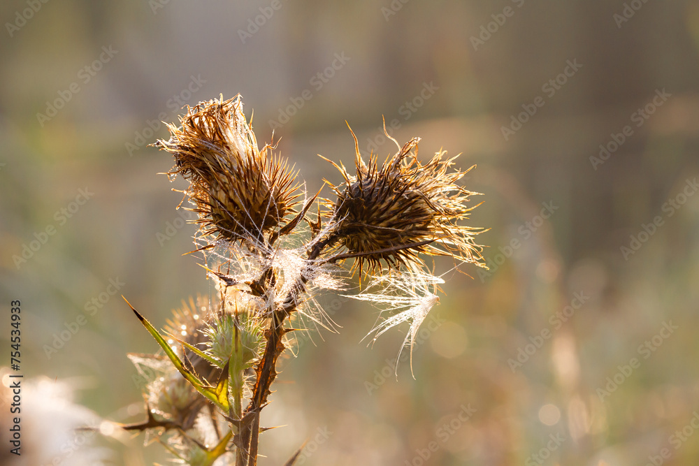 Background. Close-up.  Dry cotton thistle ( onopordum acanthium ) with  morning dewdrops. The backdrop of the autumn season.