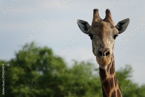 Giraffe in the Okavango Delta