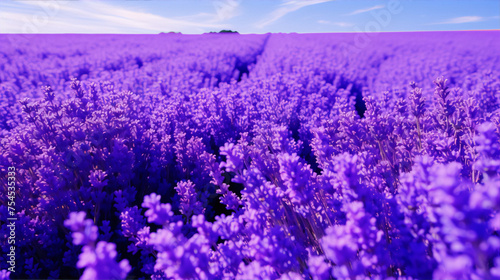 Art photography of purple lavender flowers in full bloom with a blurred background in shades of purple.