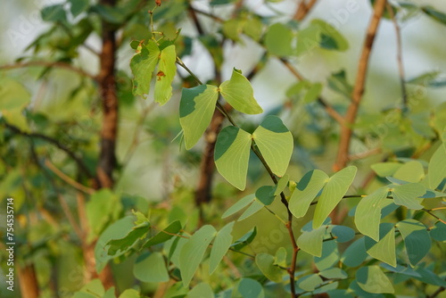 Mopane Tree in the Okavango Delta, Close-Up Leaves