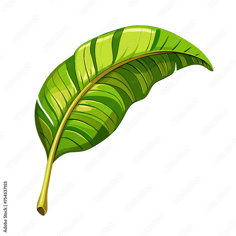 Fototapeta premium tropic green banana palm leaf on white background