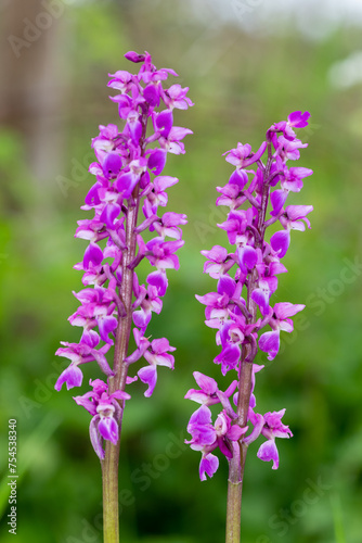 Close up of early purple orchid  orchis mascula  flowers in bloom