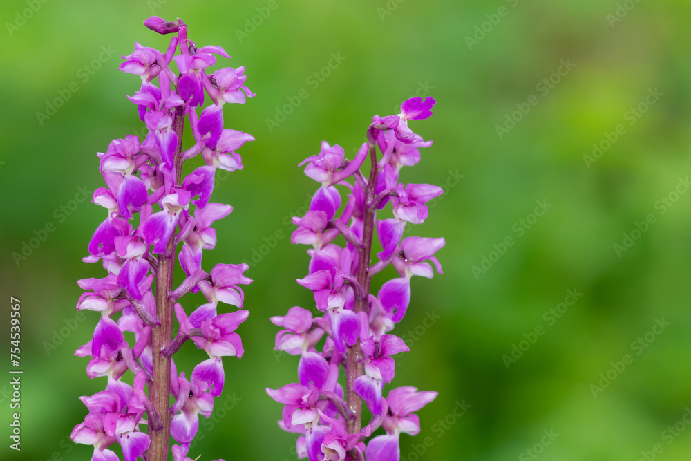 Close up of early purple orchid (orchis mascula) flowers in bloom Close up of early purple orchid (orchis mascula) flowers in bloom
