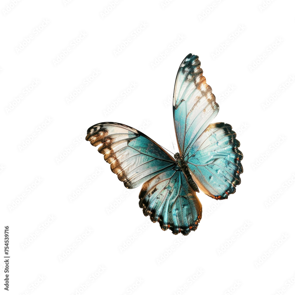 Fototapeta premium Colorful flying butterfly in transparent background