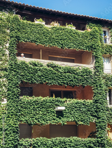 Residential building covered with ivy in Avignon city, France photo