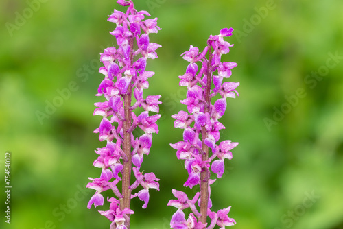 Close up of early purple orchid (orchis mascula) flowers in bloom © tom
