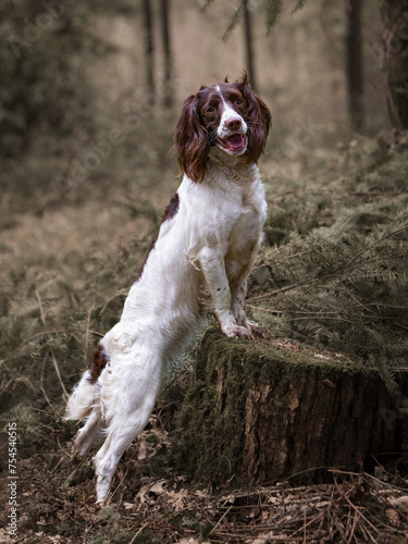 english springer spaniel