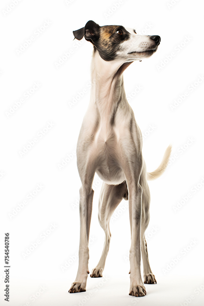 Elegant Italian Greyhound Profile