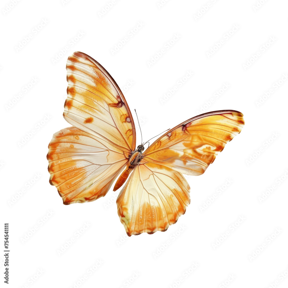 Colorful flying butterfly in transparent background