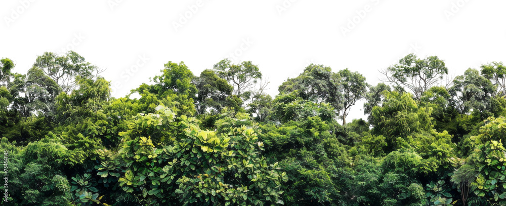 Lush green forest canopy with vibrant tropical foliage, cut out - stock png.