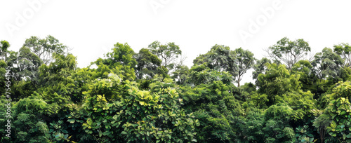 Lush green forest canopy with vibrant tropical foliage on transparent background - stock png.