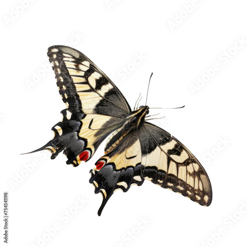 Colorful flying butterfly in transparent background