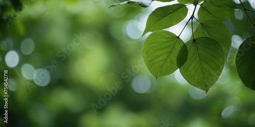 Green leaves background in sunny day with bokeh effect. soft focus.