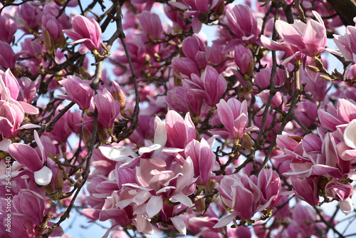 Nature beautiful pink magnolia flowers