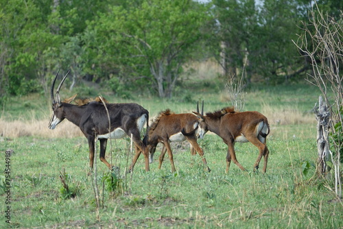 Fototapeta Naklejka Na Ścianę i Meble -  Sable Antelope in the Okavango Delta