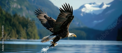 a mighty eagle is looking for food in the water
