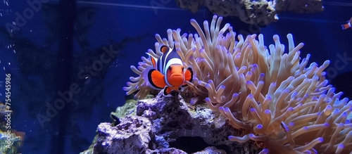 anemone fish in the sea