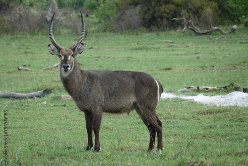 Waterbuk in the Okavango Delta