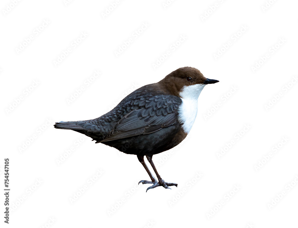 Obraz premium White-throated dipper isolated on white background