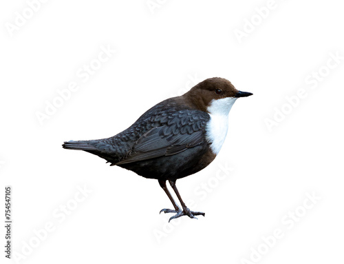 White-throated dipper isolated on white background