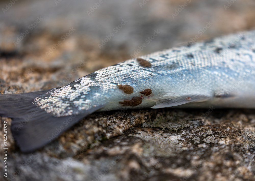 Принти на полотні Salmon lice parasite stuck to sea trout closeup, salmon farming