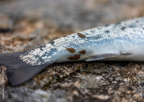Schilderij op canvas Salmon lice parasite stuck to sea trout closeup, salmon farming