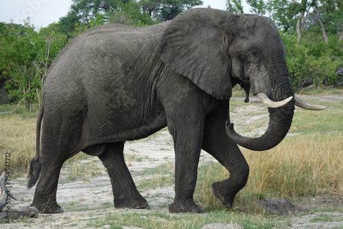 Elephant in the Okavango Delta photo