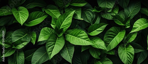 Vibrant Green Plant Sprouting Fresh Leaves in a Sunlit Space with Lush Foliage © Ilgun
