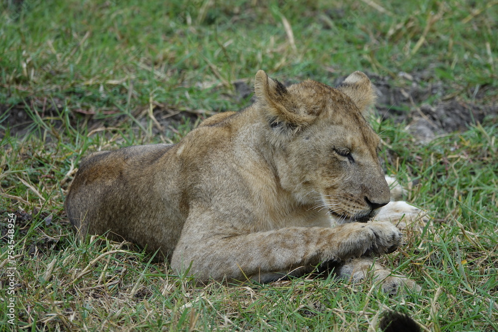 Lions with babies in the Okavango Delta after feeding on an Elephant Kill Lions with babies in the Okavango Delta after feeding on an Elephant Kill