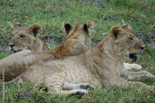 Lions with babies in the Okavango Delta after feeding on an Elephant Kill photo