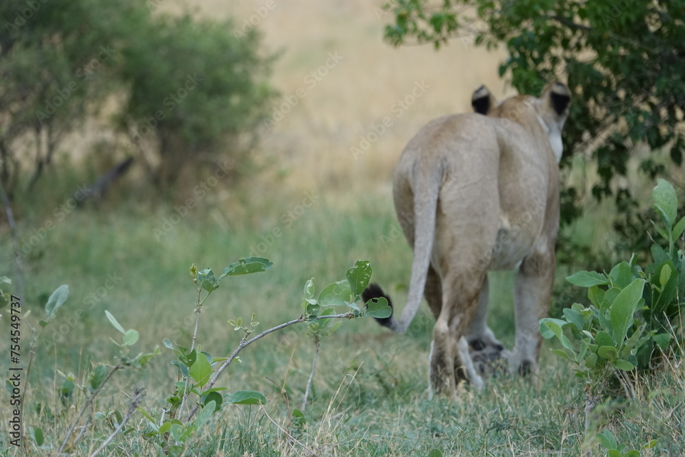Lions with babies in the Okavango Delta after feeding on an Elephant Kill Lions with babies in the Okavango Delta after feeding on an Elephant Kill