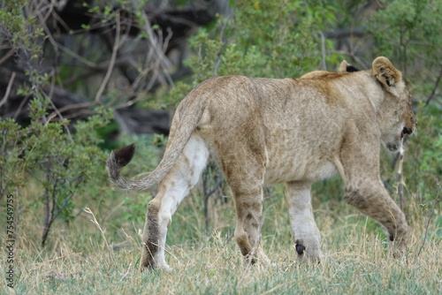 Lions with babies in the Okavango Delta after feeding on an Elephant Kill