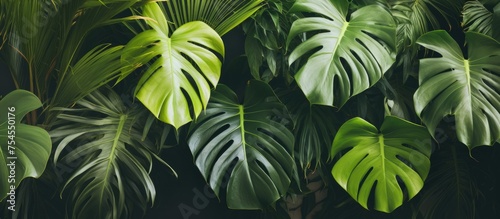Lush Green Foliage Adorns a Dark Background with Natural Beauty and Sophistication