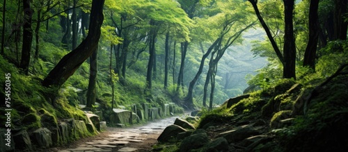 Tranquil Path Winding Through Enchanting Forest Filled with Rocks and Trees