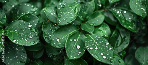 Green leaves on a bush covered in sparkling water droplets, reflecting light and enhancing their vibrant color.